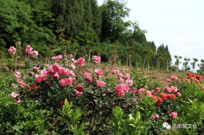 《寺外桃源講花卉》–你們知道怎么區(qū)別藤本月季和薔薇嗎？