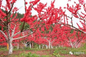 《寺外桃源講花卉》– 桃花朵朵，如何取舍