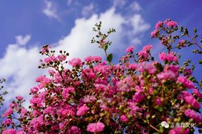 “紫薇問意” 一 去寺外桃源，紫薇花兒對你說…….。
